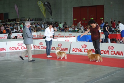 expo internazionale torino corgi