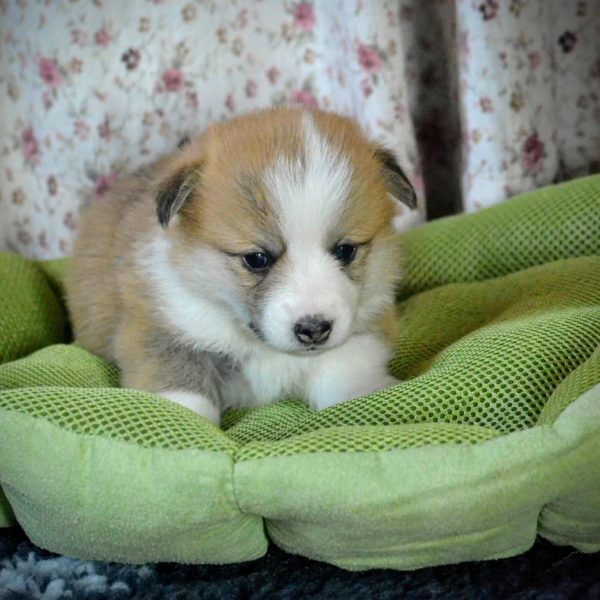 Cuccioli Corgi, Corgi Puppies, Double Creek Corgi